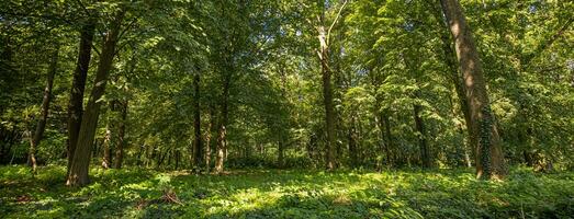 Panorama of a green forest of deciduous trees with the sun casting its rays of light through the foliage. Beautiful green forest, relaxing, tranquil nature scenery, green forest landscape photo