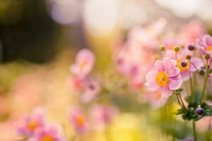 primavera bosque paisaje púrpura flores prímulas en un hermosa borroso antecedentes macro. floral naturaleza fondo, verano primavera antecedentes. tranquilo naturaleza de cerca, romántico amor flores foto