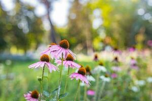 Wild purple cosmos flowers in meadow in rays of sunlight on blurred nature landscape park background with copy space, soft focus, beautiful bokeh. Autumn flowers bright foliage backdrop photo