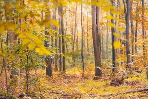 Gorgeous autumn panorama of a sunny forest. Autumn scenery in panorama format a forest in vibrant warm colors with sun shining through the leaves. Amazing autumn nature photo