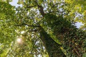 Panorama of a green forest of deciduous trees with the sun casting its rays of light through the foliage. Beautiful green forest, relaxing, tranquil nature scenery, green forest landscape photo