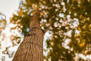 Tree bark. Dreamy autumn forest nature, closeup of tree trunk with blurred leaves and sky. Beautiful fall leaves trees photo