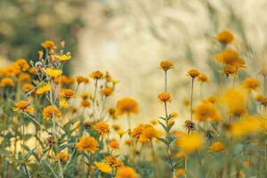 Meadow flowers in sunset fresh morning. Vintage autumn landscape. orange flowers in garden flowerbed. Vintage nature outdoor autumn, blurred park garden floral backdrop. Bright autumn closeup photo