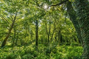 Sun beams through thick trees branches in dense green forest. Beautiful nature forest scenery, tranquil soft colors. Peaceful bright natural landscape, spring summer greenery and freshness photo