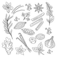 Spices and herbs. Hand drawn vector illustration. Line art. Ginger, cinnamon, vanilla, anise, basil, rosemary, cardamon.Perfect for use to create culinary projects, menus, packaging, patterns, prints