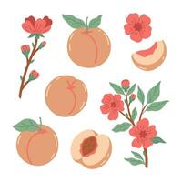 Set of peaches and twigs with flowers isolate on a white background. Vector graphics.