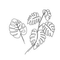 Monstera leaves drawn in line art style vector