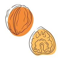 Walnut in line art style small collection. Set of nuts for design menu, cafe, package. Vector illustration isolated on a white background.