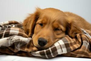 AI generated Cute sleeping puppy on a blanket serene and relaxed, pet photo