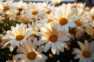AI generated Sunset embrace white daisies in evening glow, sunrise and sunset wallpaper photo