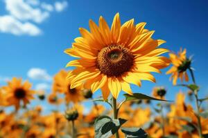 AI generated Nectar foraging in sunflower hover, spring session photos