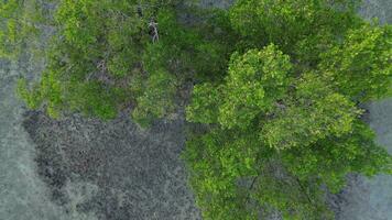 Antenne Aussicht von ein Mangrove Baum auf das Strand video