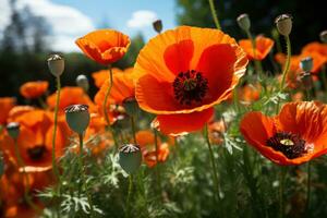 AI generated Poppies sustaining bees in the pollination process, spring session photos