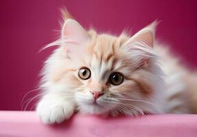 AI generated Cute Persia white cat long fur on pink background. AI Generated photo