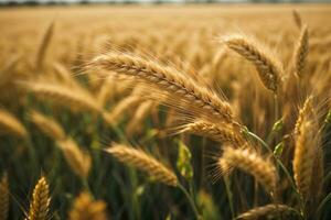 ai generado un trigo campo frontera foto