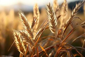 AI generated Warm glow of daybreak illuminating a rustic wheat landscape, go green images photo