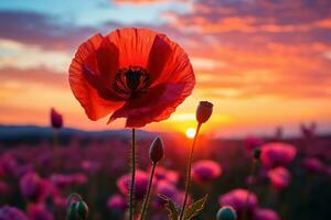AI generated Twilight bloom singular poppy in vibrant sunset glow, spring session photos