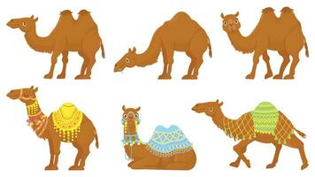 Camels. Wild and domesticated desert caravan animals with saddle. Camel vector isolated cartoon characters set.