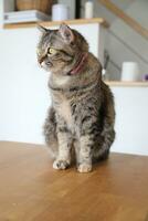 Adult Tabby Cat photo