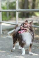 Long Hair Chihuahua Dog photo