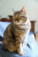 Adult Tabby Cat photo