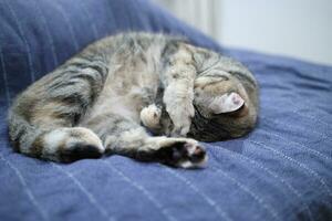 Adult Tabby Cat photo