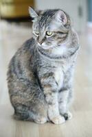 Adult Tabby Cat photo