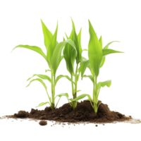 AI generated Corn outdoors plant field png