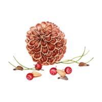 Pinecone, nuts, red berries, pine needles and seeds elements composition. Hand drawn watercolor illustration isolated on transparent background. Christmas card, winter forest, bird food, nature design png