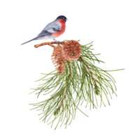 winter Woud samenstelling met pijnboom boom takken, goudvink vogelstand en pijnboom kegels. botanisch ontwerp element. waterverf illustratie geïsoleerd Aan transparant achtergrond. voor kaarten, flyers, uitnodigingen. png