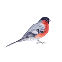 rot Gimpel. Weihnachten Neu Jahr Design Element. klein Vogel. Hand gezeichnet Aquarell Illustration isoliert auf transparent Hintergrund. Winter Wald Design Element zum Urlaub Karten, Muster, Dekor png