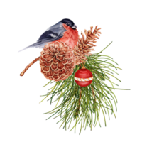 Navidad composición con rojo piñonero pájaro encaramado en pino árbol rama con pino conos y chuchería. mano dibujado acuarela ilustración aislado en transparente antecedentes. invierno tarjeta diseño elemento png