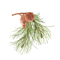 Pine tree branch with pine cones. Botanical fir design element. Hand drawn watercolor illustration isolated on transparent background. Forest evergreen plant Christmas winter festive season decoration png