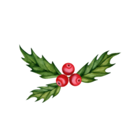 Holly branch with red berries. Evergreen plant. Christmas design element. Hand drawn watercolor illustration isolated on transparent background. Festive season cards, invitations, greetings, icon png