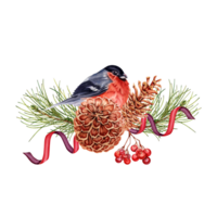 Christmas composition with red bullfinch bird perched on pine tree, ribbons, pine cones and rowan berries. Hand drawn watercolor illustration isolated on transparent background. Winter design element png