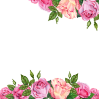 Blumen- Rahmen mit Rosa Rose Blumen, Knospen und Grün Blätter. Hand gezeichnet Aquarell Illustration isoliert auf transparent Hintergrund. entworfen zum Valentinstag Karten, Einladungen, Banner, Geschenke, Hochzeiten png