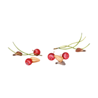 dispersado pino nueces, rojo bayas, pino agujas y semillas elementos composición. mano dibujado acuarela ilustración aislado en transparente antecedentes. Navidad tarjeta, bosque, pájaro alimento, naturaleza diseño. png