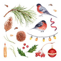 Christmas collection. Pine branch, cones, nuts and seeds. Bullfinch, holly, rowan berries, ribbon, ball and tree lights. Hand drawn watercolor illustration set isolated on transparent background. png