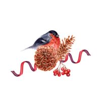 Natal composição com vermelho Dom-fafe pássaro empoleirado em pinho árvore cones com fitas e Rowan bagas. mão desenhado aguarela ilustração isolado em transparente fundo. inverno Projeto elemento png