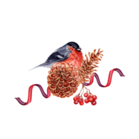 Weihnachten Komposition mit rot Gimpel Vogel thront auf Kiefer Baum Zapfen mit Bänder und Eberesche Beeren. Hand gezeichnet Aquarell Illustration isoliert auf transparent Hintergrund. Winter Design Element png