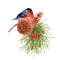 Christmas composition with red bullfinch bird perched on pine tree branch, pine cones and rowan berries. Hand drawn watercolor illustration isolated on transparent background. Winter design element png