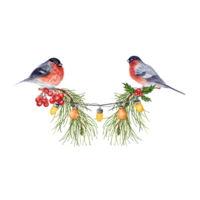 Kerstmis samenstelling, pijnboom boom takken, lichten, goudvink vogelstand en lijsterbes bessen. banier ontwerp element. waterverf illustratie geïsoleerd Aan transparant achtergrond. kaart, folder, uitnodiging grens. png