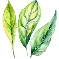 AI generated A watercolor painting of three green leaves on isolated. Suitable for nature-themed designs, botanical illustrations, eco-friendly concepts, and organic product branding. png