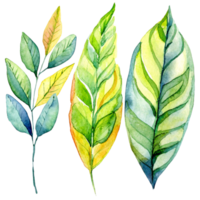 AI generated A watercolor painting of three green leaves. Suitable for nature-themed designs, botanical illustrations, eco-friendly concepts, and organic product branding. png