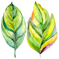 AI generated A watercolor painting of two green leaves isolated. Suitable for nature-themed designs, botanical illustrations, eco-friendly concepts, and organic product branding. png