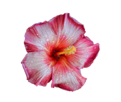 Pink hibiscus flower isolated on a transparent background with clipping path png