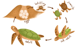 Sea turtle life cycle infographic. Educational marine animal for preschoolers diagram - adult, eggs, hatchling, juvenile, subadult. Biology home study poster for kids, sea turtle illustration. png