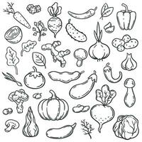 Doodle vegetables. Hand drawn different carrot, onion and cucumber. Ginger, mushroom and garlic, cabbage and tomato veggie food vector set