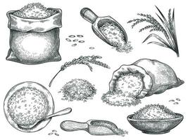 Hand drawn rice flour. Retro engraving cereal spikelets of wheat, rye, barley, basmati or jasmine rice. Grains in sack and scoop vector set