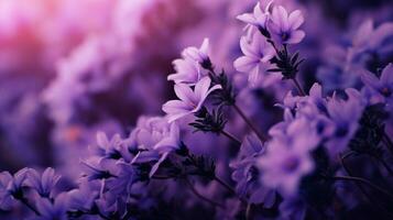 AI generated Lavender color splash background photo